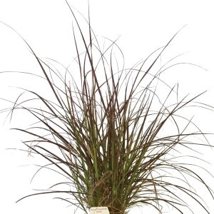 Pennisetum Rubra - Purple fountain grass