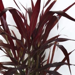 Pennisetum Rubra Dwarf - Dwarf Fountain Grass.