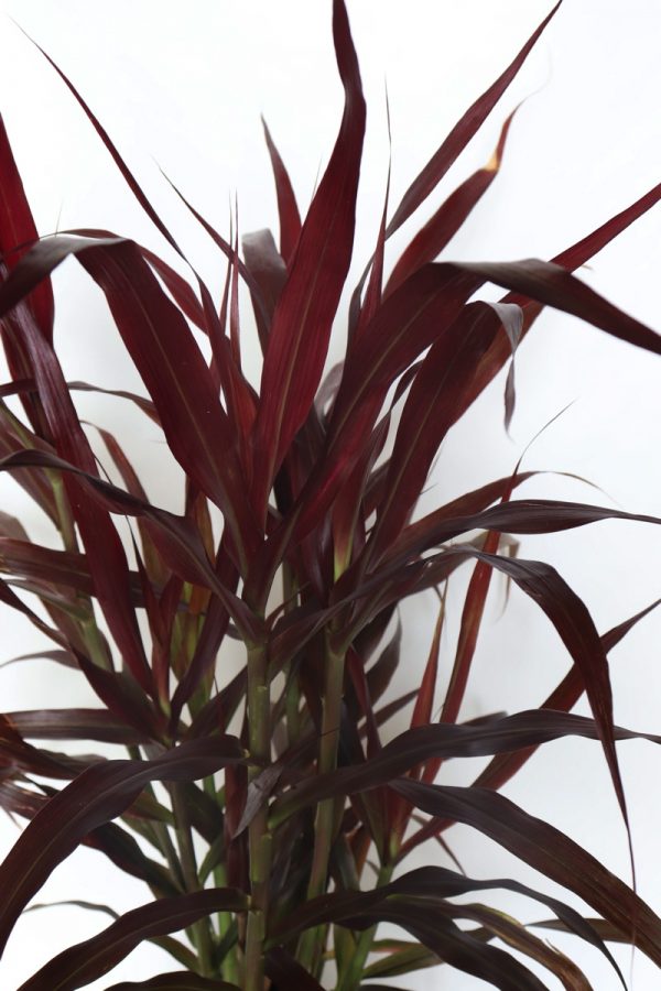 Pennisetum Rubra Dwarf - Dwarf Fountain Grass.