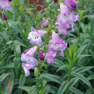 Penstemon Alice Hindley