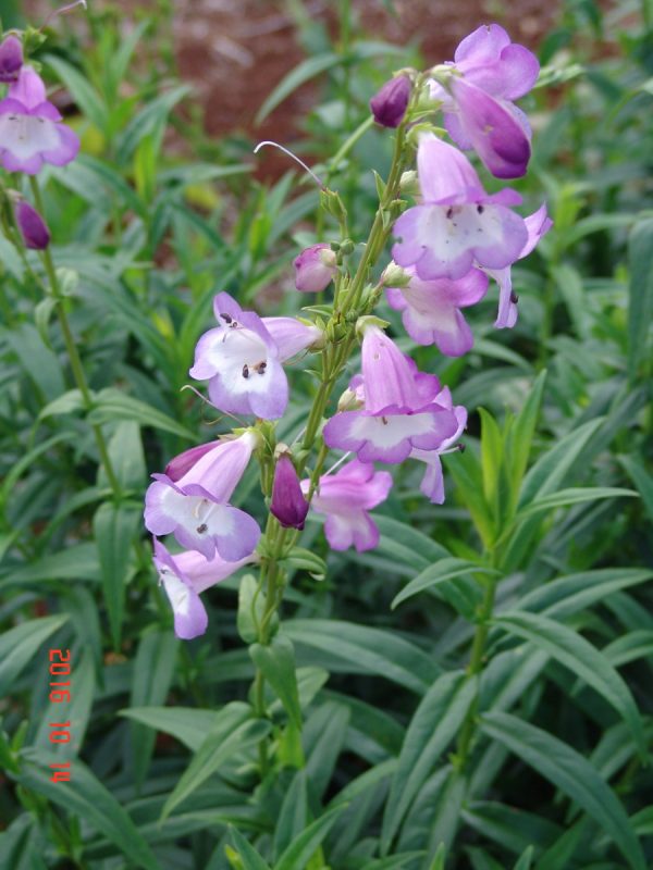 Penstemon Alice Hindley