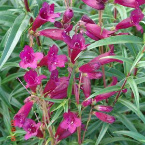 Penstemon Blackbird