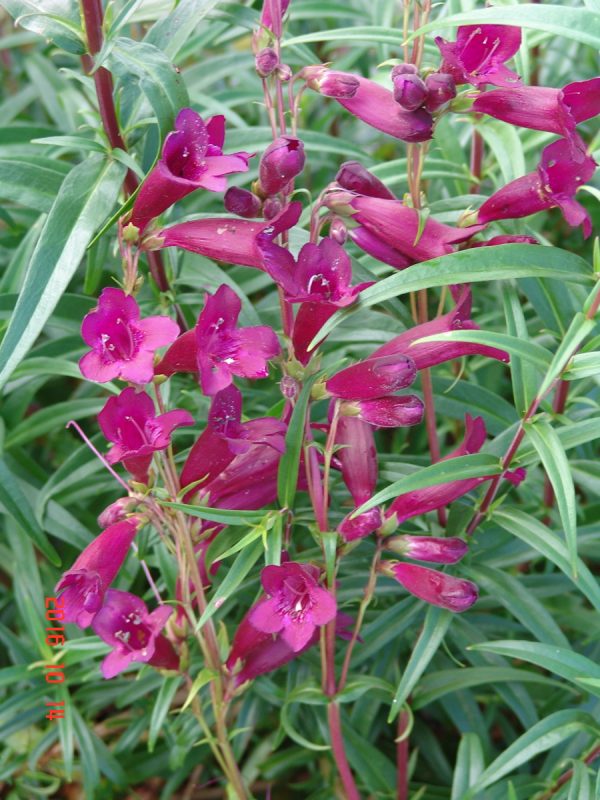 Penstemon Blackbird