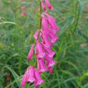 Penstemon Evelyn
