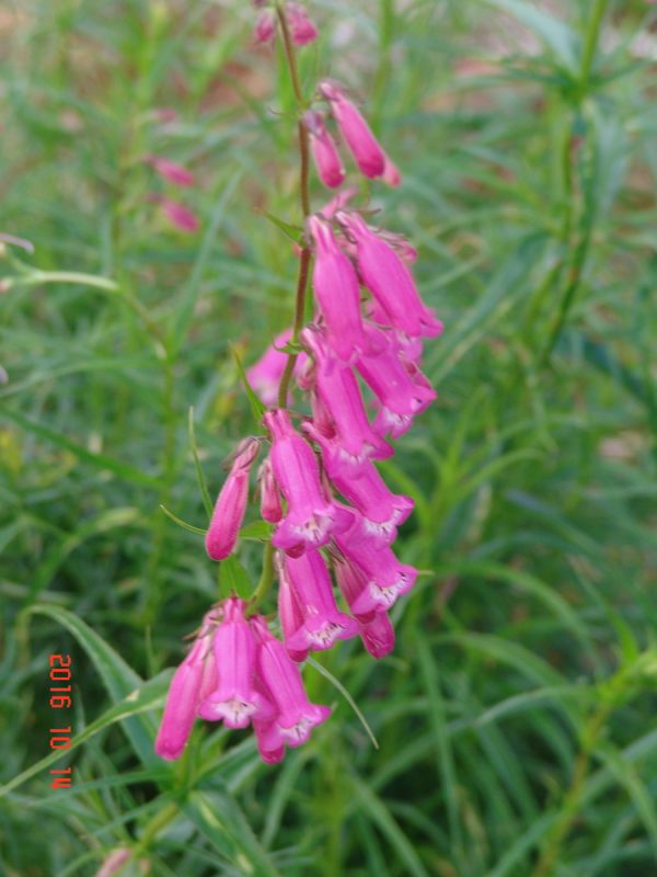 Penstemon Evelyn