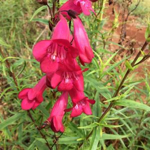 Penstemon Garnet