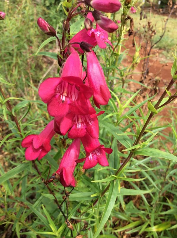 Penstemon Garnet