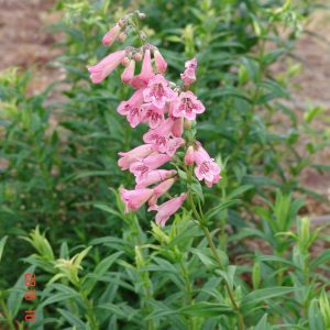Penstemon Hidcote