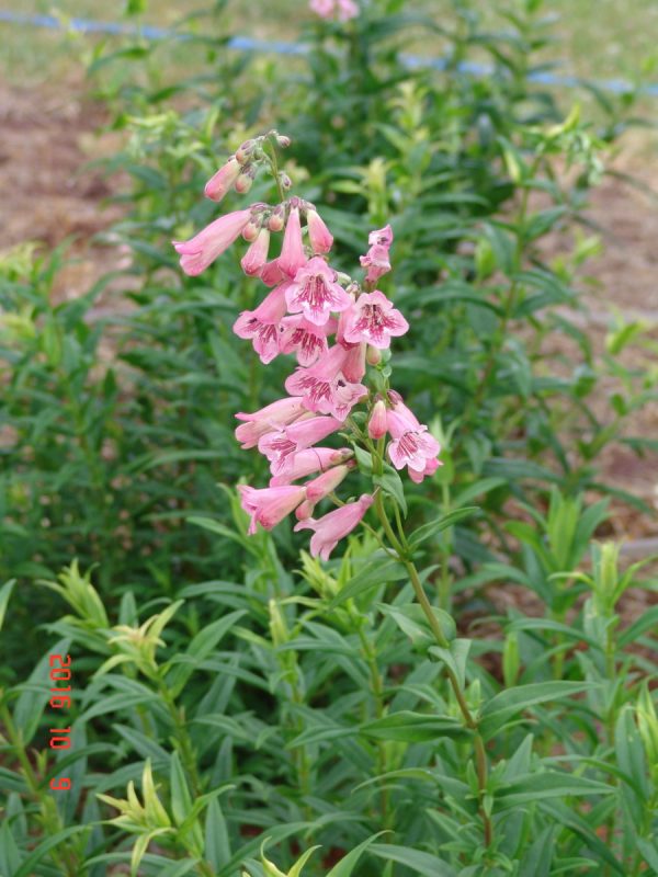 Penstemon Hidcote
