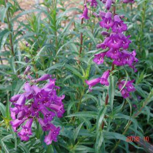 Penstemon Midnight