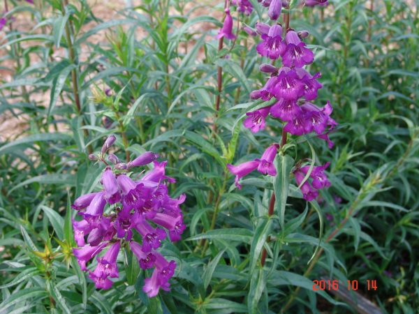 Penstemon Midnight