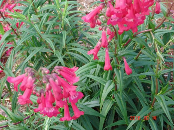Penstemon Pink Cloud