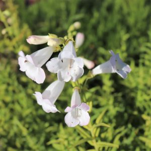 Penstemon Snowstorm