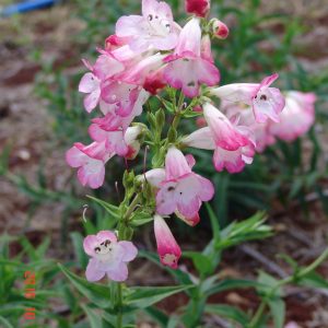 Penstemon Thorn