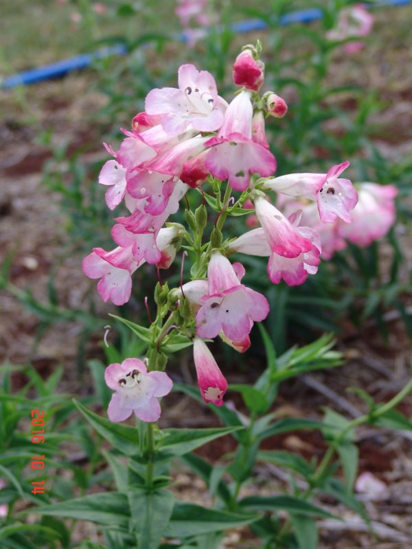 Penstemon Thorn