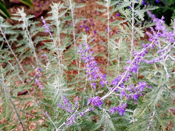 Salvia Yangii Russian Sage - Perovskia Atriplicifolia