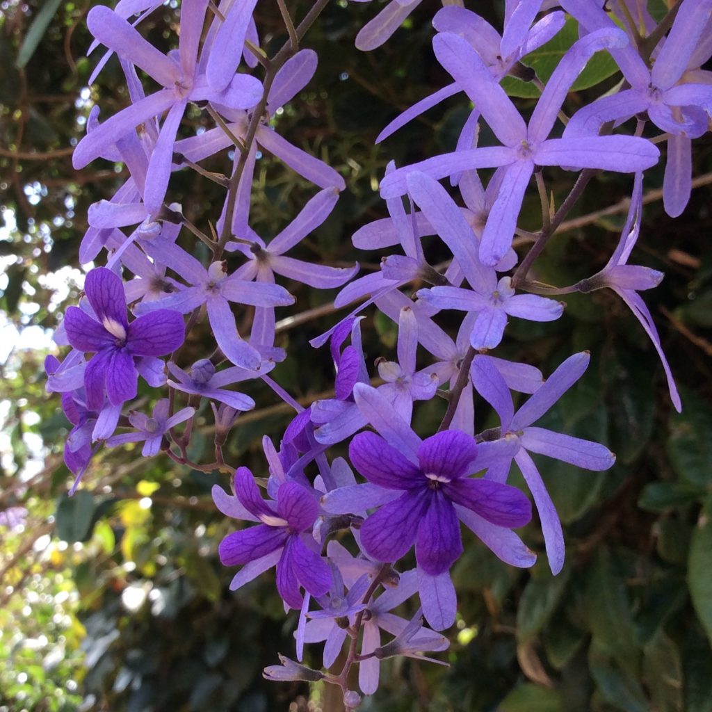 Petrea volubilis Sandpaper Vine