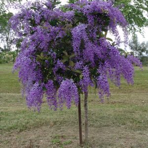 Petrea Purple Passion