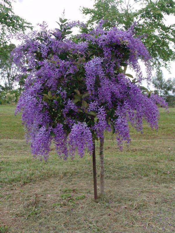 Petrea Purple Passion
