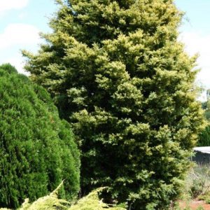 Podocarpus Totara