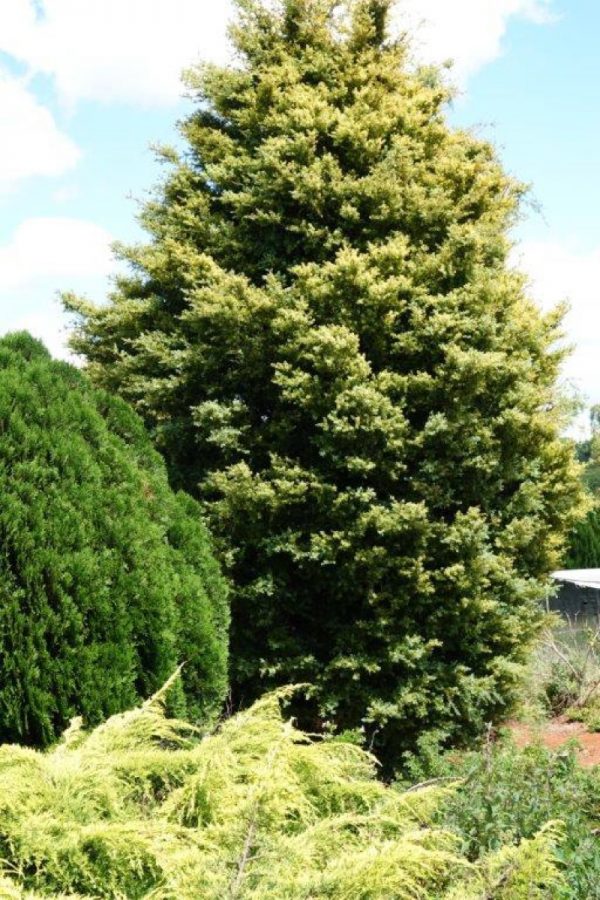 Podocarpus Totara