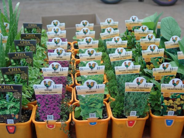 Renaissance Herbs