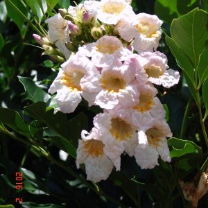 Radermachera Fragrant Empress