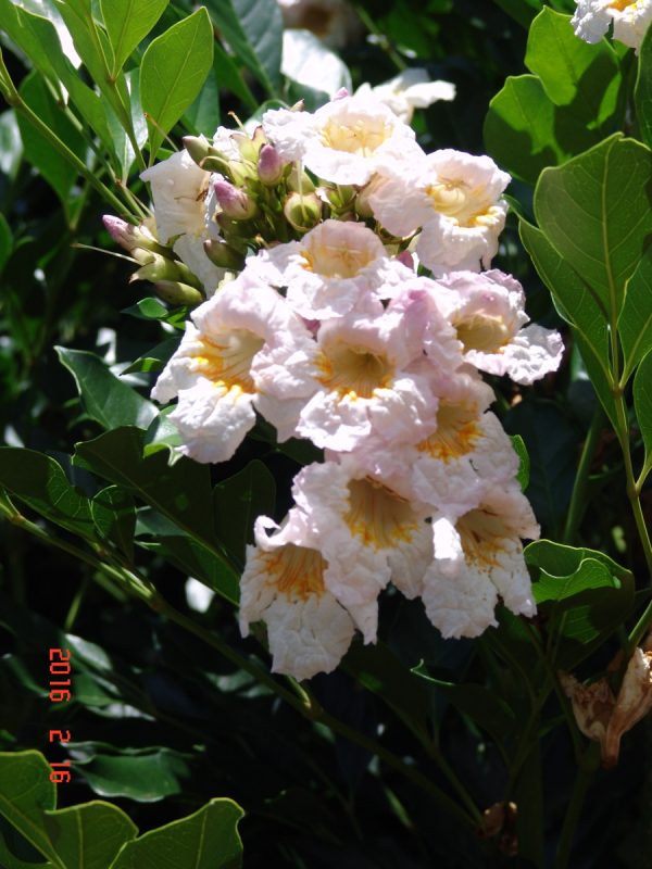 Radermachera Fragrant Empress