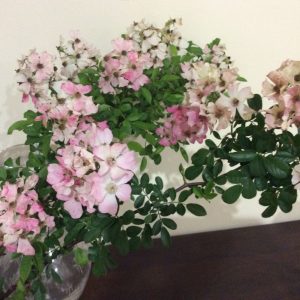 Rose Climbing Single Pink