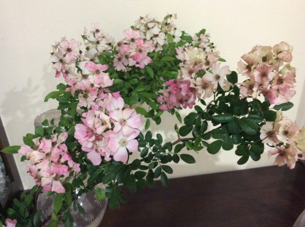 Rose Climbing Single Pink