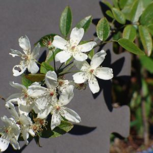 Rose Banksia Single White
