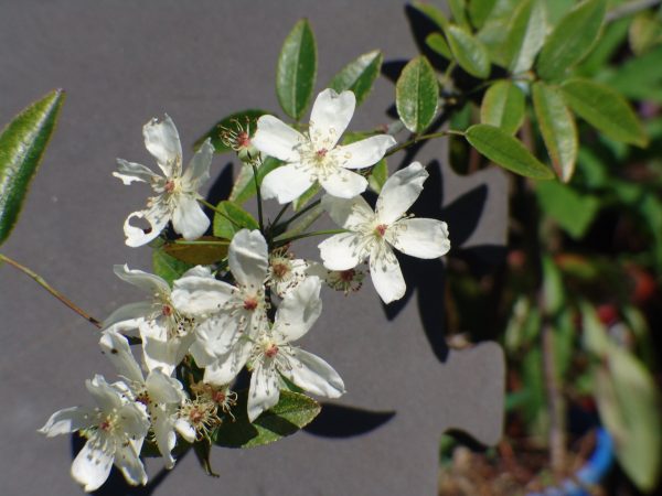 Rose Banksia Single White