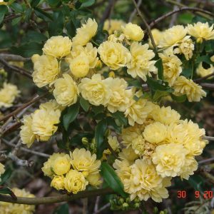 Rose Banksia Yellow