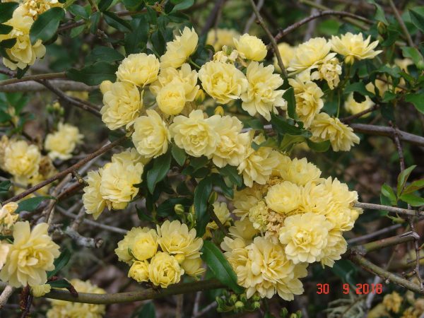 Rose Banksia Yellow