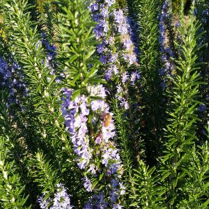 Rosemary Tuscan Blue