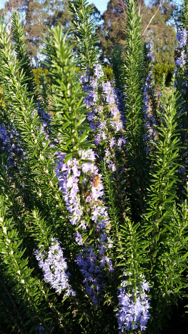 Rosemary Tuscan Blue