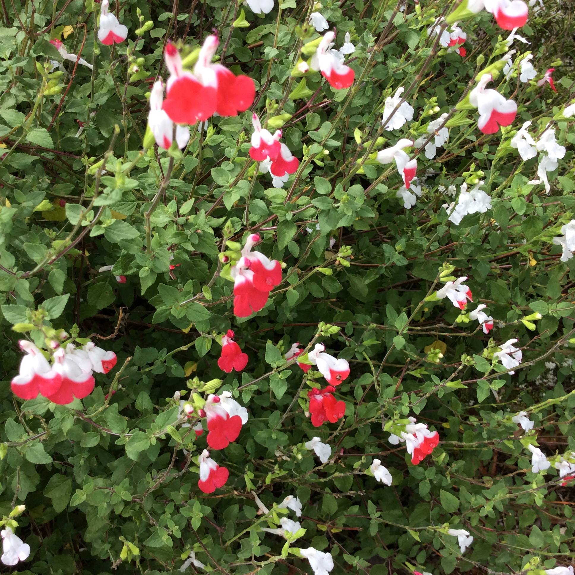 Salvia Hot Lips- Microphylla