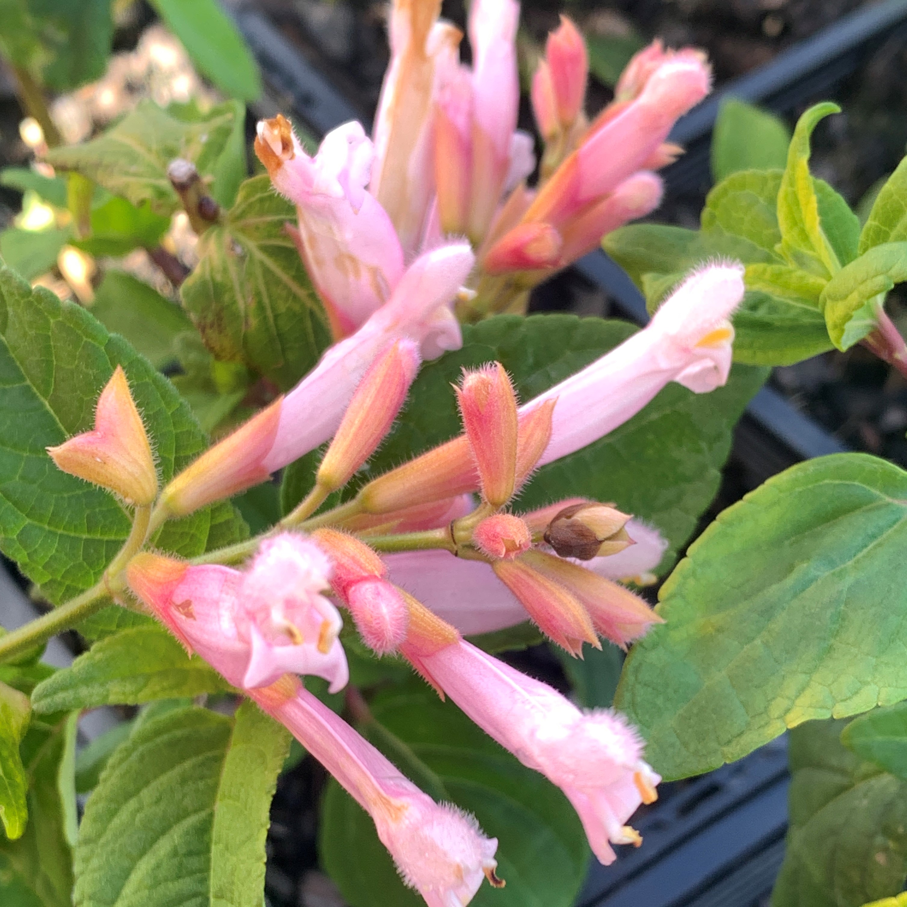 Salvia Pink Icicles - Involucrata