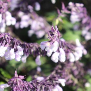 Salvia Waverly