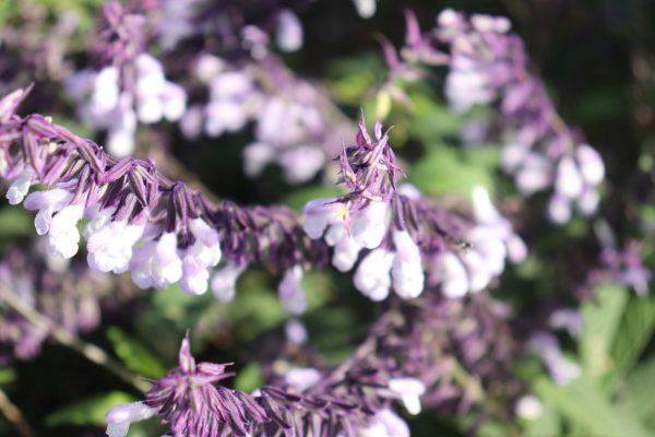 Salvia Waverly