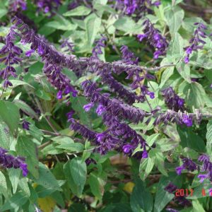 Salvia Anthony Parker