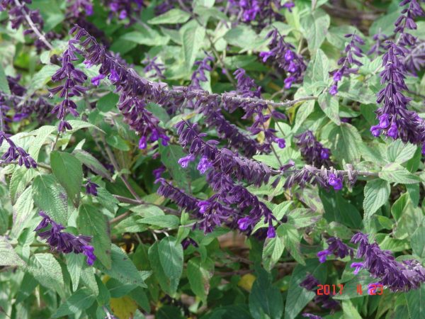 Salvia Anthony Parker