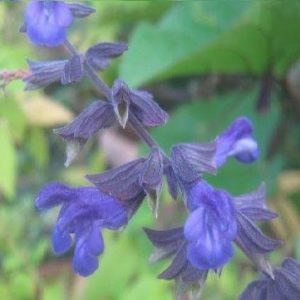 Salvia Blue Abyss
