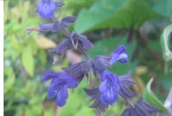 Salvia Blue Abyss