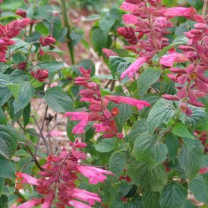 Salvia Ellie -Splendons