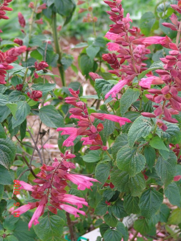 Salvia Ellie -Splendons