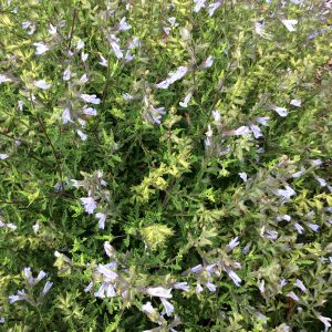 Salvia Finngrove