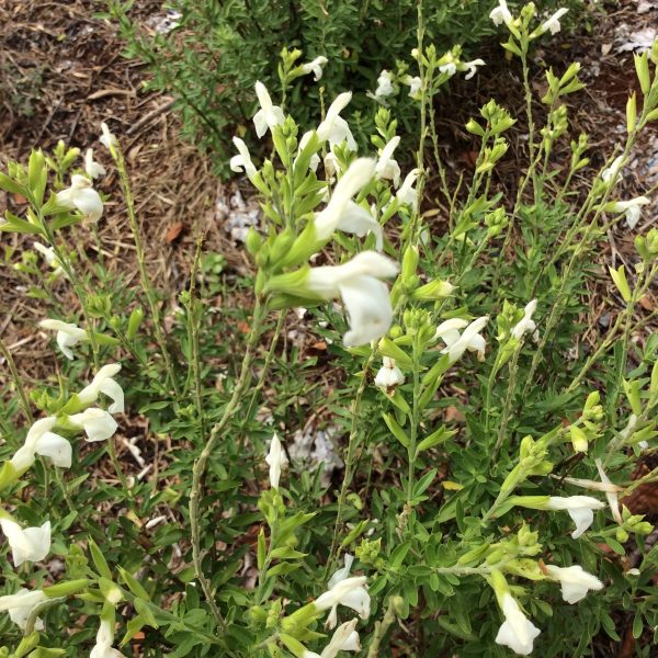 Salvia Navajo Alba