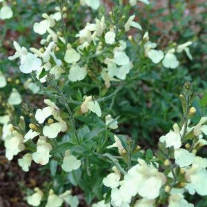 Salvia Jamensis Yellow