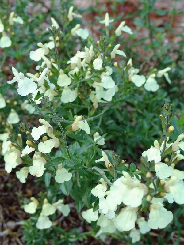Salvia Jamensis Yellow